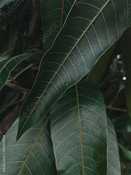 Fototapeta Green Leafes