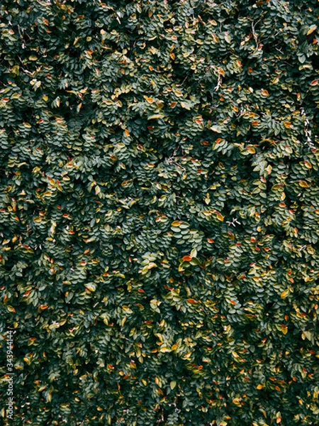 Fototapeta Green Leafes