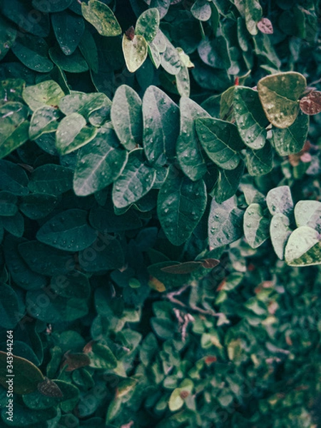 Fototapeta Green Leafes