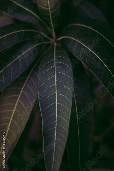 Fototapeta Green Leafes