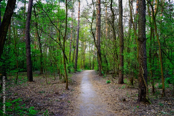 Fototapeta  Spring forest, conifers and deciduous trees, roads.    selective focus                   
