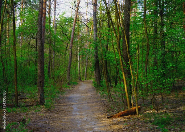 Fototapeta  Spring forest, conifers and deciduous trees, roads.    selective focus                   