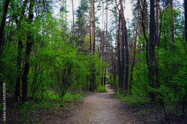 Fototapeta  Spring forest, conifers and deciduous trees, roads.    selective focus                   