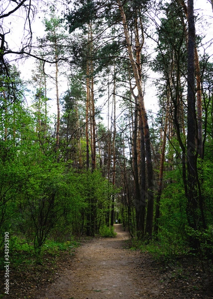 Fototapeta  Spring forest, conifers and deciduous trees, roads.    selective focus                   