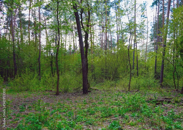 Fototapeta  Spring forest, conifers and deciduous trees, roads.    selective focus                   