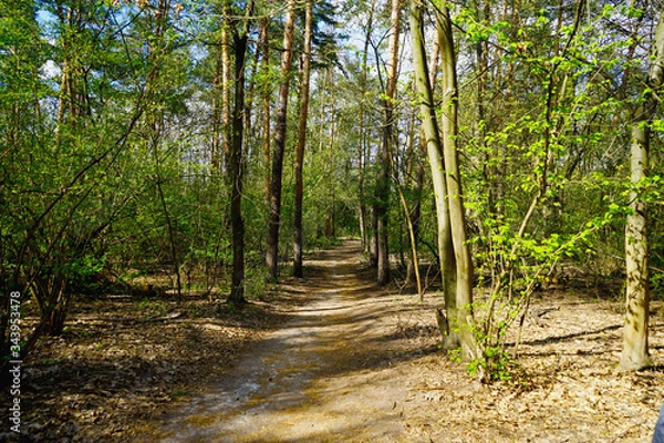 Fototapeta  Spring forest, conifers and deciduous trees, roads.    selective focus                   