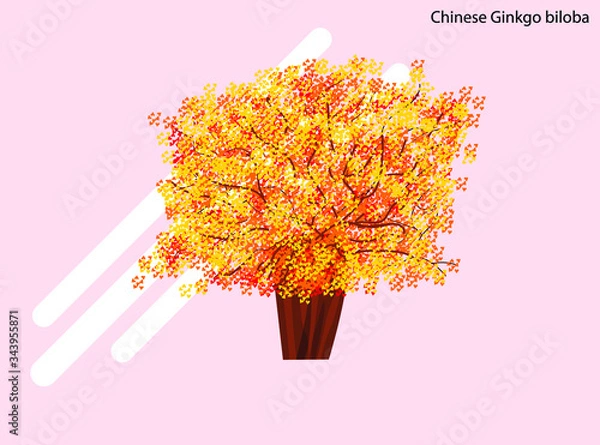 Fototapeta Chinese old Ginkgo tree autumn isolated flat vector illustration with full editable color