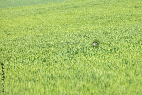 Obraz rabbit ears in high grass