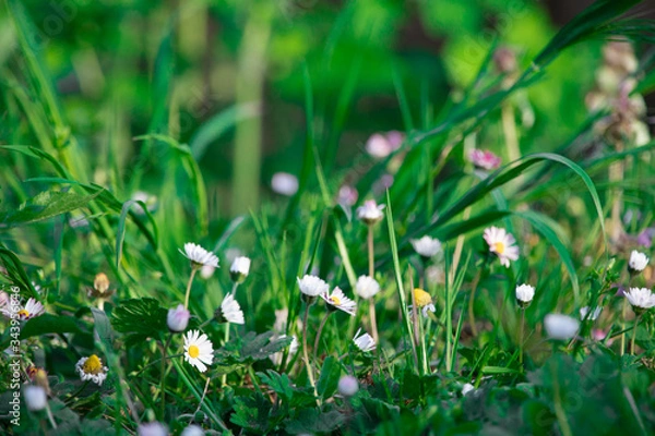 Obraz white daisy Flowers in Forest close up