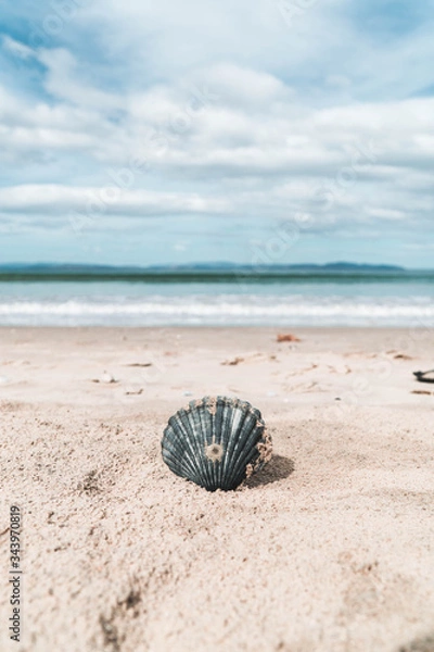 Fototapeta Shell on the beach
