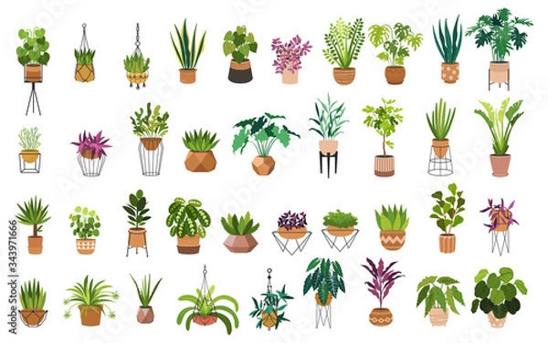 Fototapeta Indoor plants flat color illustrations set. Realistic houseplants in beige pot on metal stands. Exotic flowers with stems and leaves. Ficus, snake plant, sansevieria isolated botanical design element