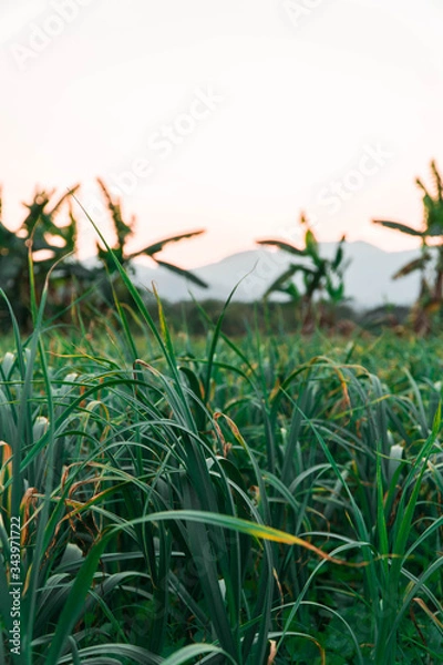Fototapeta rice fields at sunset 