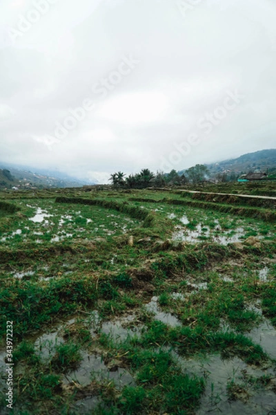 Fototapeta rice paddies 