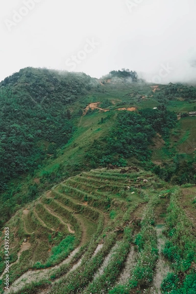 Fototapeta rice terraces in Vietnam 