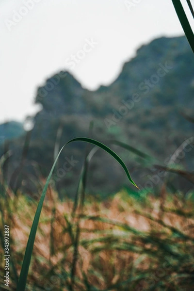 Fototapeta grass in the mountains