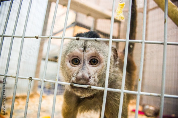Obraz Small monkey in a cage

