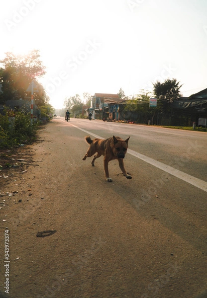 Fototapeta wild dog running down the road 