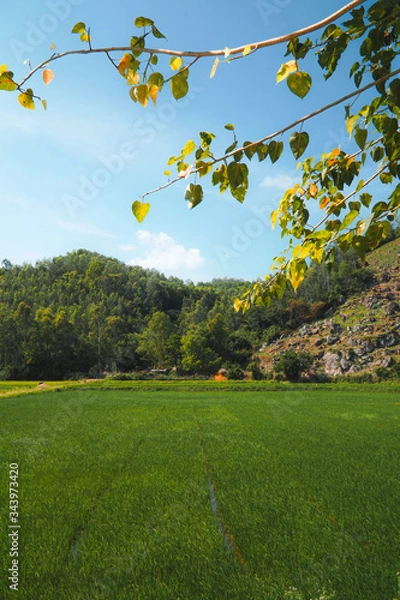Fototapeta rice fields 