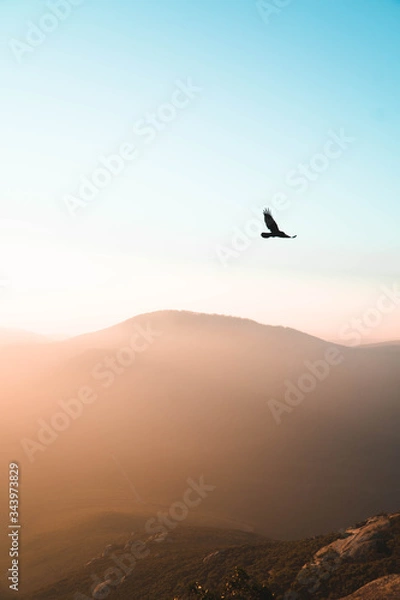 Fototapeta Raven flying over mountains at sunset 