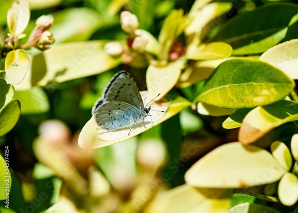 Fototapeta A beautiful Holly Blue (Celastrina argiolus) butterfly feeding on a leaf.