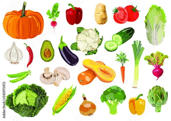 Obraz Vector collection of  24 fresh vegetables. 