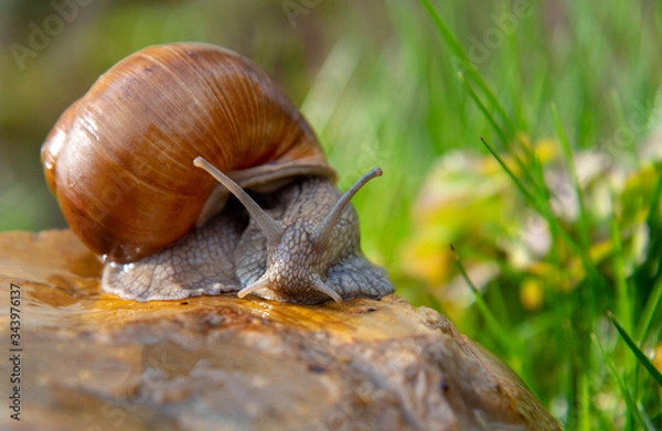 Obraz Grape snail on a stone on a blurred background, illuminated by the sun.