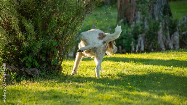 Fototapeta 
Large white and red dog urinating on a shrub in the park
