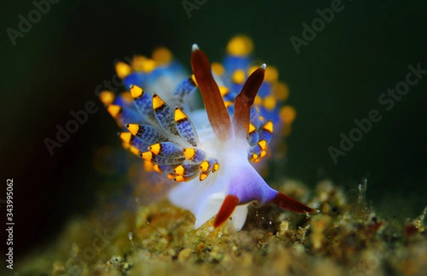Obraz The nudibranch Cuthona sp.