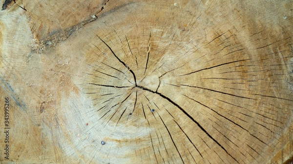 Fototapeta Close-up of a cut, cracked tree trunk