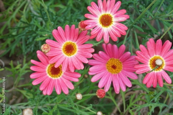 Fototapeta マーガレット