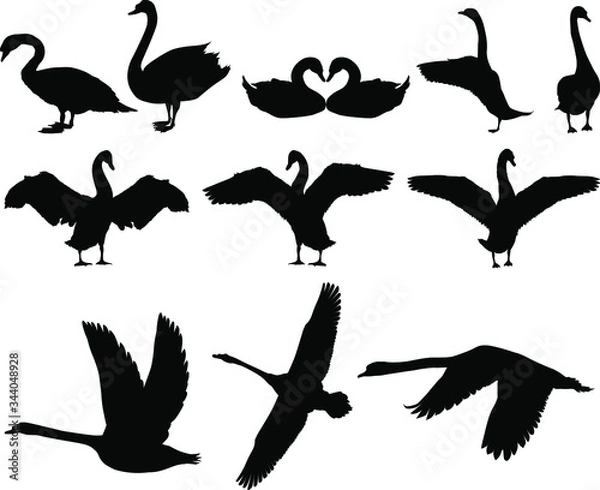Obraz Swan Silhouette Vector