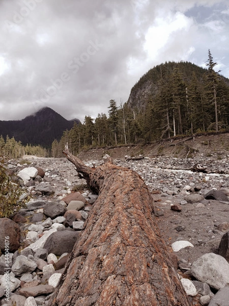 Obraz wood in the mountains