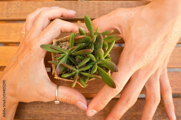 Fototapeta closeup of lovely couple hands making heart of it with a plant on the wooden table,love concept, lovers having a date in a cafe