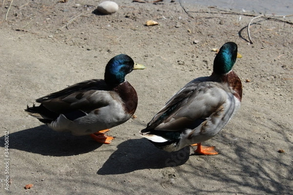 Obraz ducks in the wild