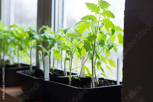 Fototapeta tomato seedling in pots on the windowsill