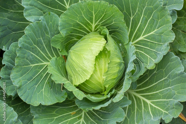 Fototapeta cabbage in the garden