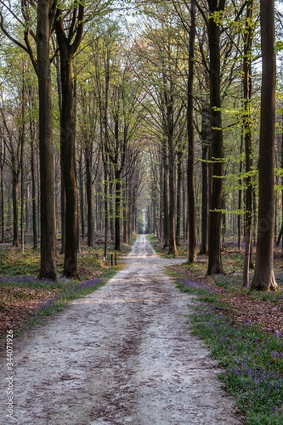 Obraz road in the woods