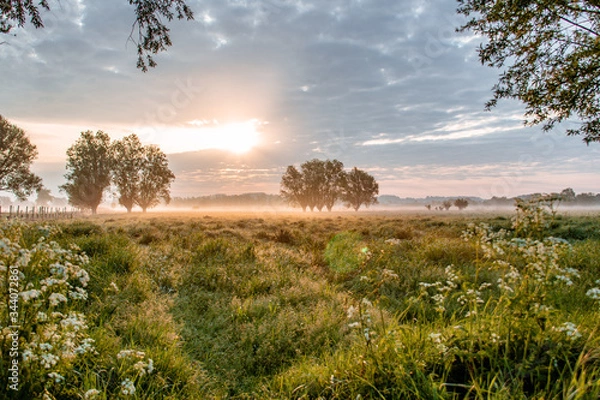 Obraz sunset in the field