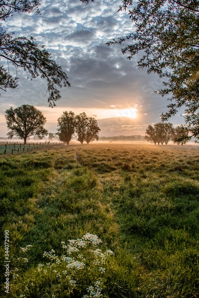 Obraz trees in the morning