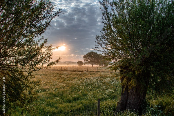 Obraz sunset in the forest