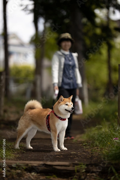 Obraz 柴犬の散歩