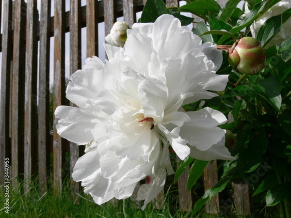 Obraz weisse pfingstrose