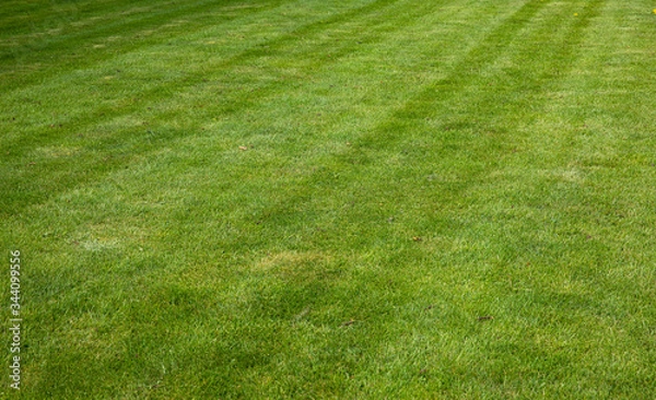 Obraz Green grass background with nice lines
