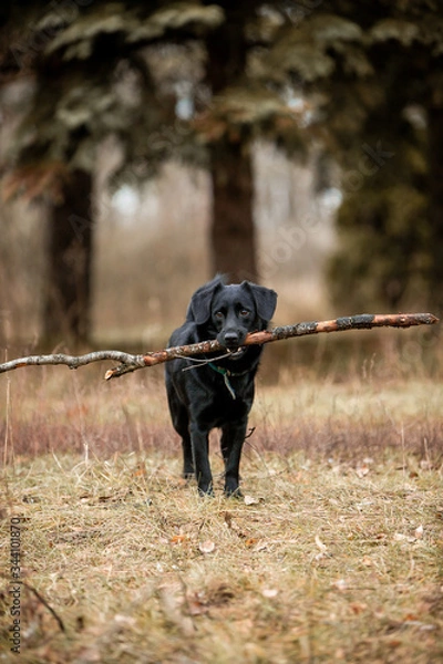 Fototapeta Beautiful black dog runs through the autumn forest with a stick