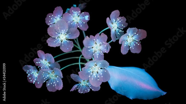 Obraz orchid flower isolated on black.