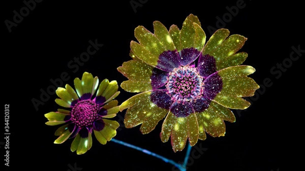 Fototapeta purple flower on black background.