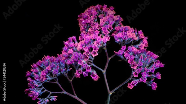 Fototapeta purple flowers on black.