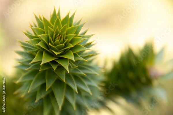 Obraz close up of pine needles