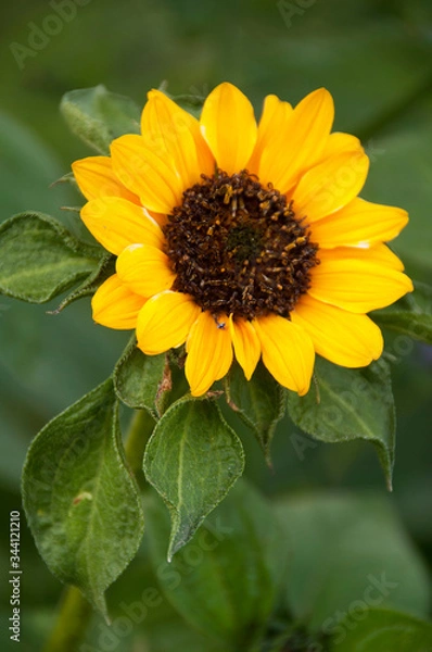 Obraz sunflower on a green background