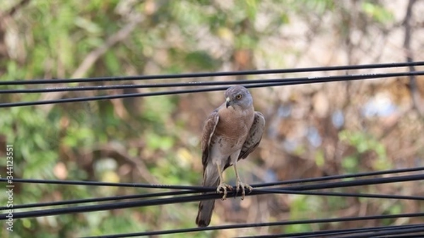 Fototapeta Baby Hawk bird on a wire